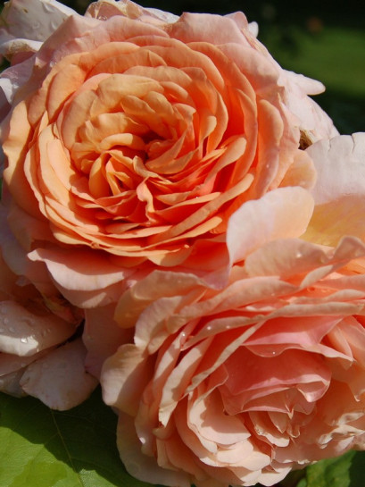 róże angielskie Charming Apricot