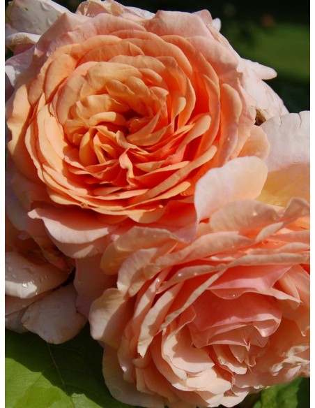 róże angielskie Charming Apricot