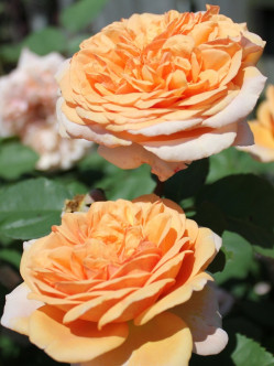 róże angielskie Charming Apricot 2