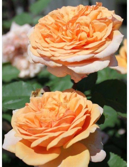 Charming Apricot róże angielskie