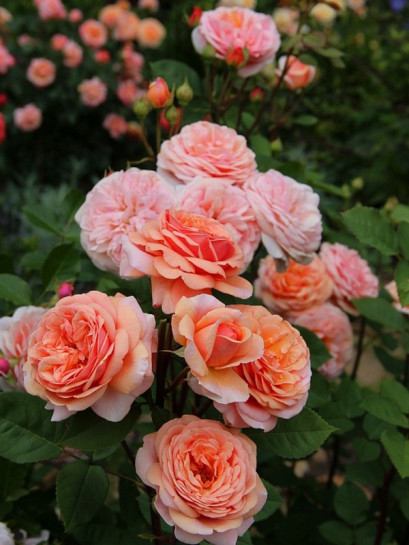 herbaciane róże angielskie Charming Apricot