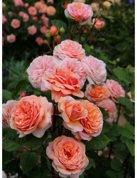 herbaciane róże angielskie Charming Apricot