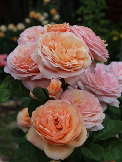 róże angielskie Charming Apricot herbaciane