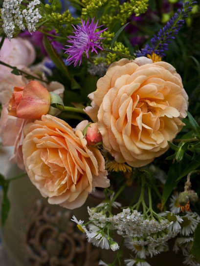 herbaciane angielskie róże Charming Apricot