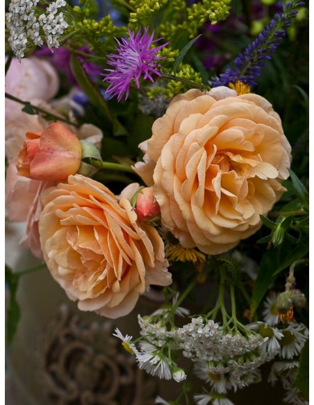 herbaciane angielskie róże Charming Apricot