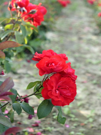 rabatowa roza Satchmo