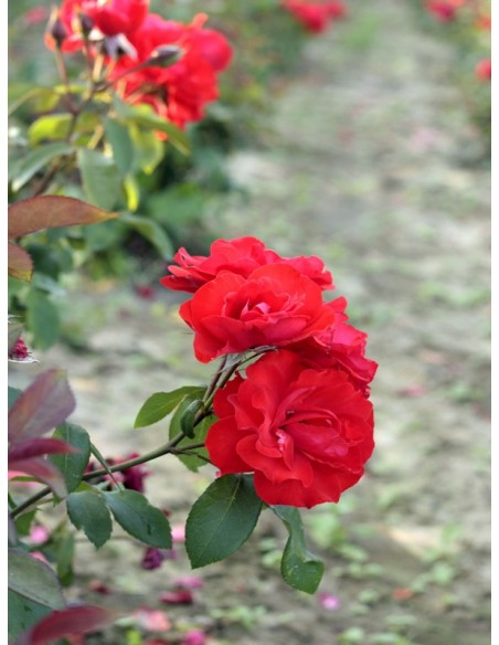 rabatowa roza Satchmo