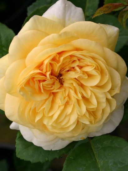 róże angielskie Yellow Charles Austin parkowe