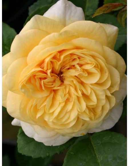 róże angielskie Yellow Charles Austin parkowe