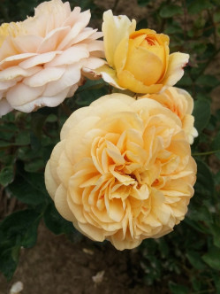 róże angielskie Yellow Charles Austin parkowe 2