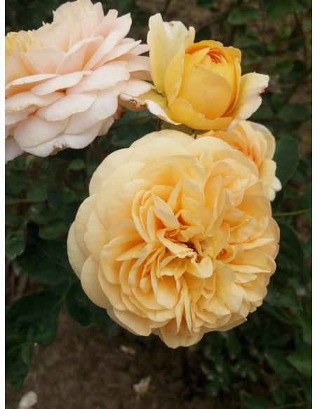 róże angielskie Yellow Charles Austin