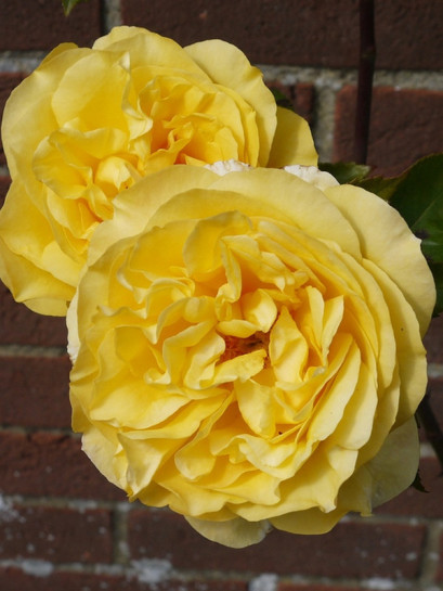 parkowe róże angielskie Yellow Charles Austin