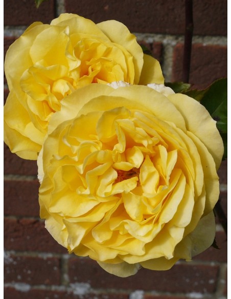 parkowe róże angielskie Yellow Charles Austin