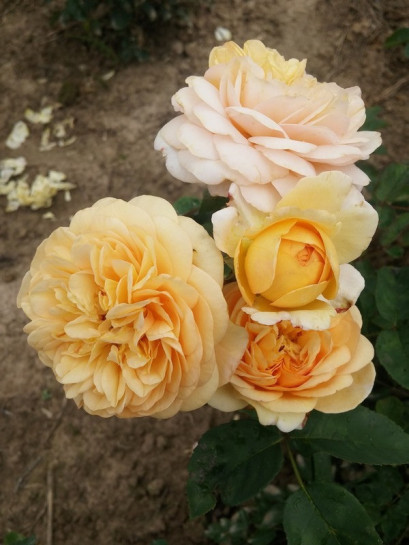 Yellow Charles Austin róże angielskie