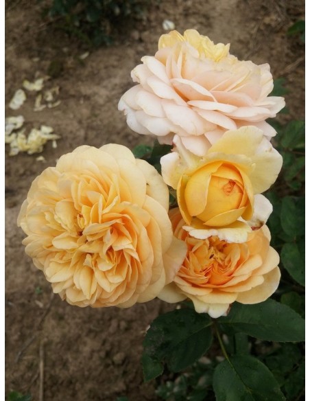 Yellow Charles Austin róże angielskie