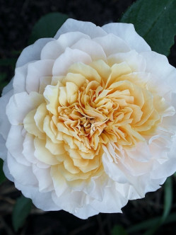 róże angielskie English Garden