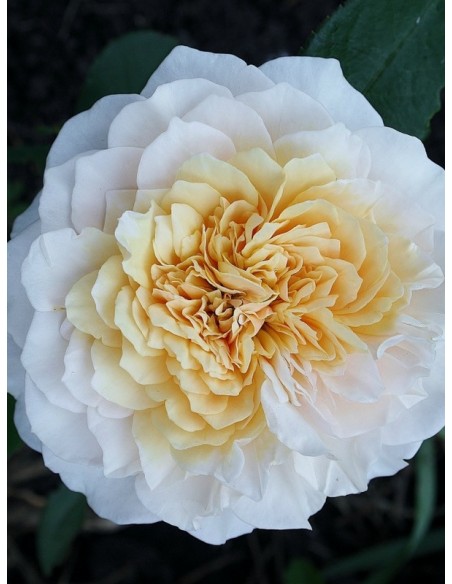 róże angielskie English Garden