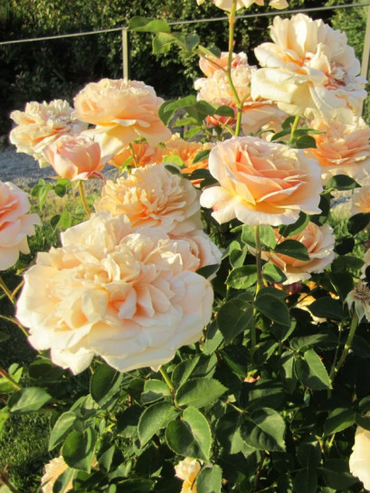 English Garden angielskie róże