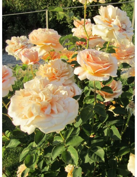 English Garden angielskie róże