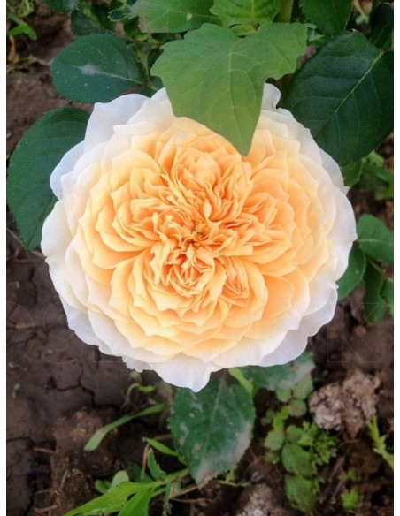 English Garden róże angielskie