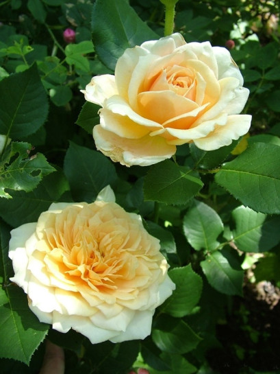 angielskie róże English Garden