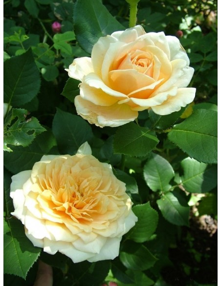 angielskie róże English Garden