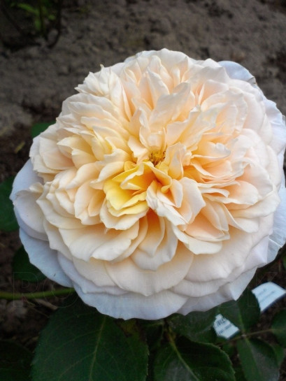 angielskie roze English Garden