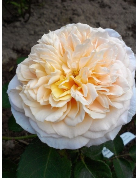 angielskie roze English Garden