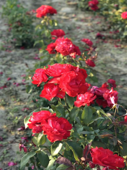 Satchmo roze czerwone