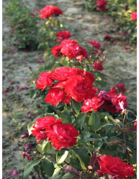 Satchmo roze czerwone