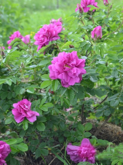 Hansa róże Rosa rugosa