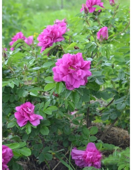 Hansa róże Rosa rugosa