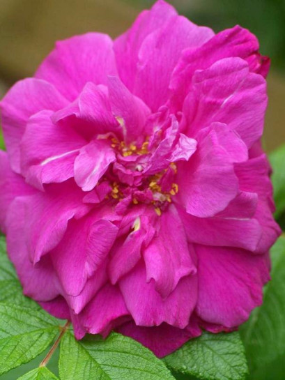 roze Hansa Rosa rugosa