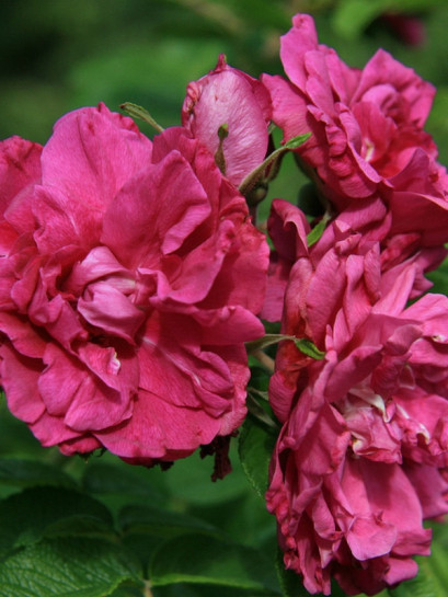 Rosa rugosa Hansa róże