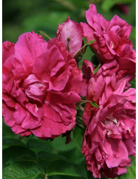 Rosa rugosa Hansa róże