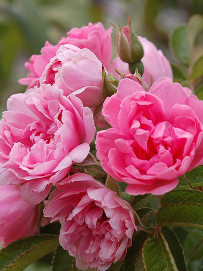 róże krzaczaste Pink Grootendorst