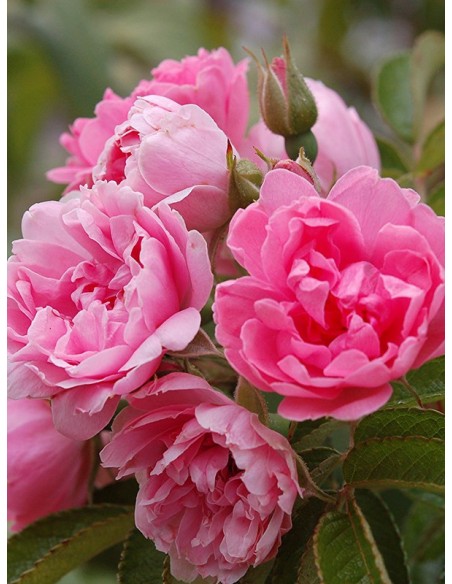 róże krzaczaste Pink Grootendorst