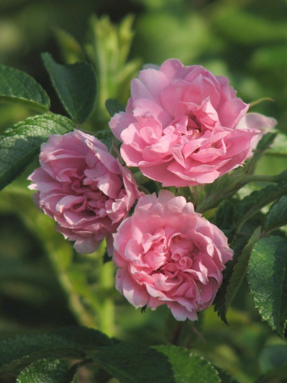 Pink Grootendorst krzaczaste róże