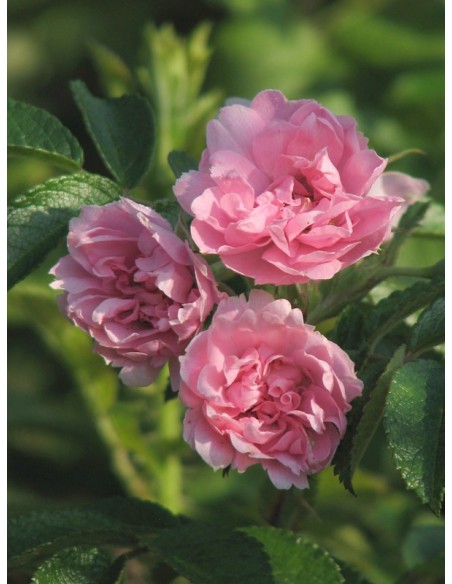 Pink Grootendorst krzaczaste róże