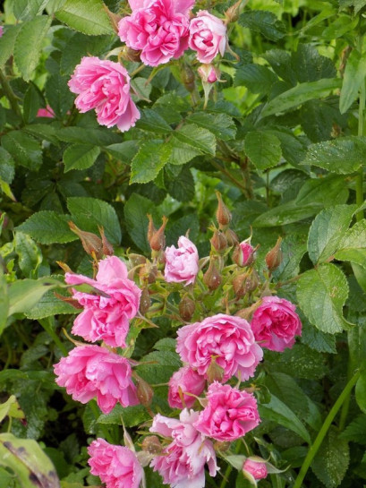 krzaczaste róże Pink Grootendorst