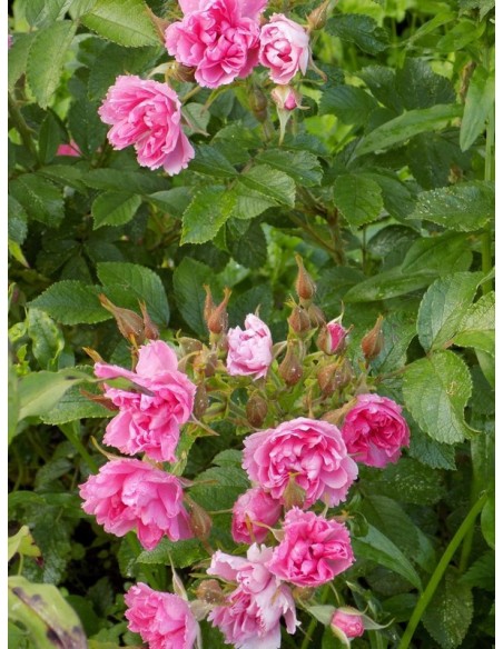 krzaczaste róże Pink Grootendorst