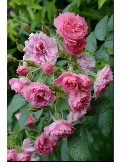 Pink Grootendorst róże krzaczaste