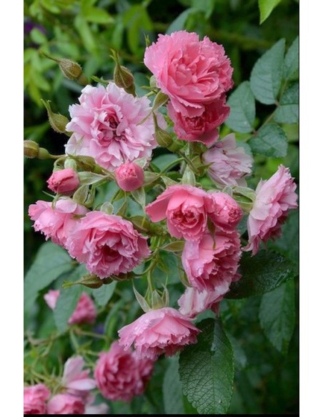 Pink Grootendorst róże krzaczaste