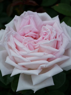 róże wielkokwiatowe Myriam