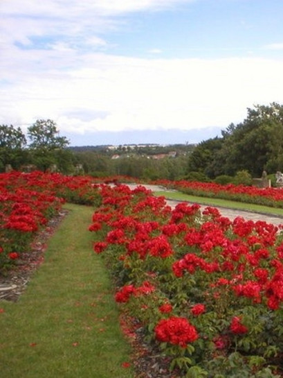 czerwone roze satchmo