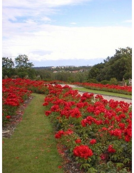 czerwone roze satchmo