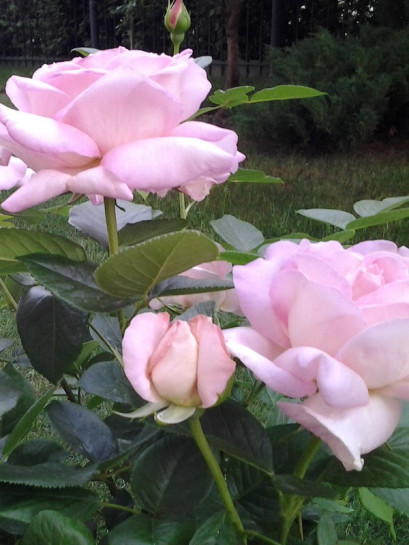 Myriam pachnące róże wielkokwiatowe