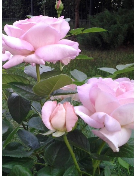 Myriam pachnące róże wielkokwiatowe