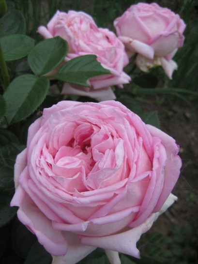 pachnące róże wielkokwiatowe Myriam