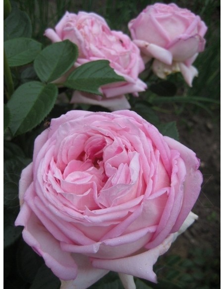 pachnące róże wielkokwiatowe Myriam